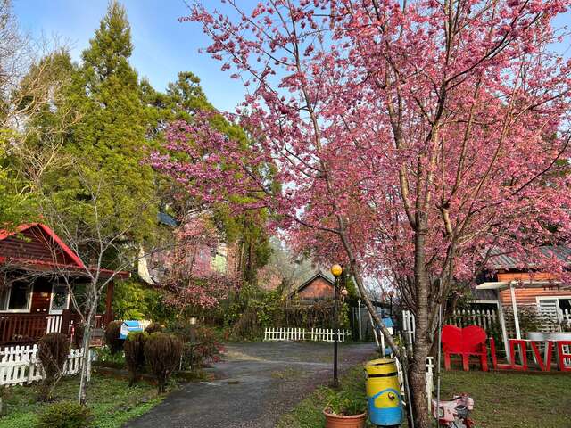 櫻花樹道路