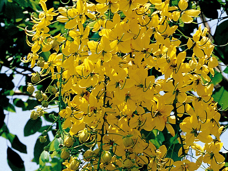 Cassia Fistula (golden rain tree)