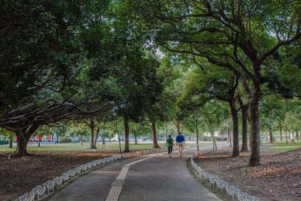 大溪埔頂公園-林蔭大道漫步