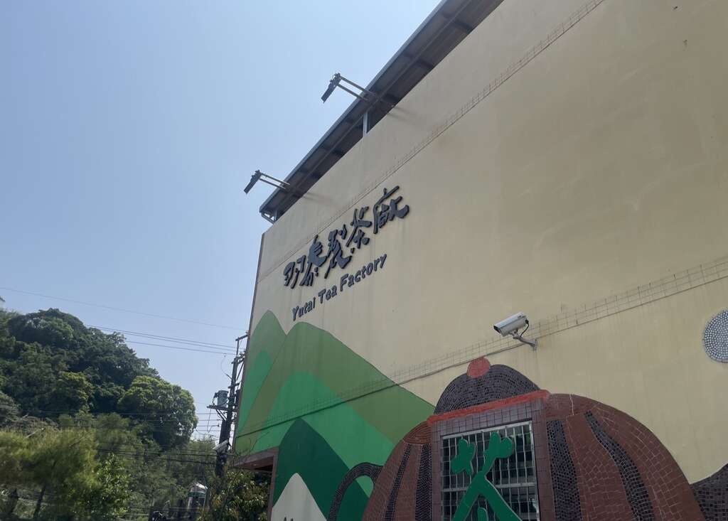 羽泰制茶-漫步翠綠茶園 化身一日採茶職人