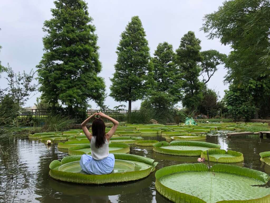 蓮荷園休閒農場-乘坐奇幻大王蓮 漫步庭園絕美擺拍