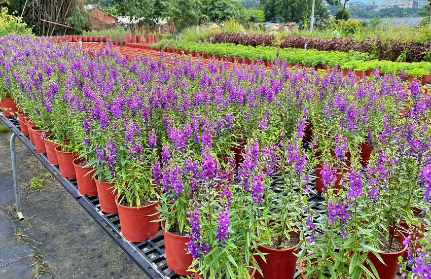 桐興園花園IMG_4879