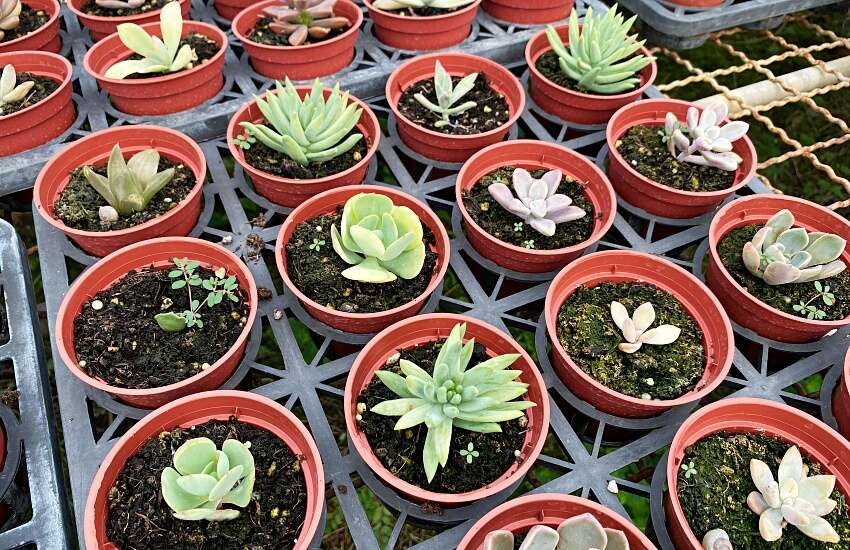 桐興園花園IMG_4867