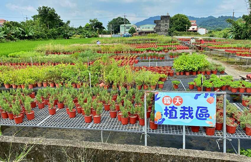 桐興園花園IMG_4886