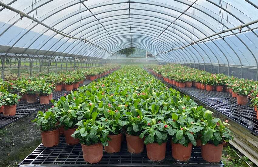 桐興園花園IMG_4872