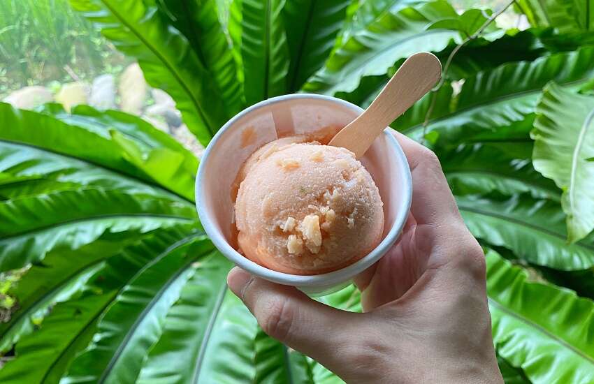 桐興園花園IMG_4858