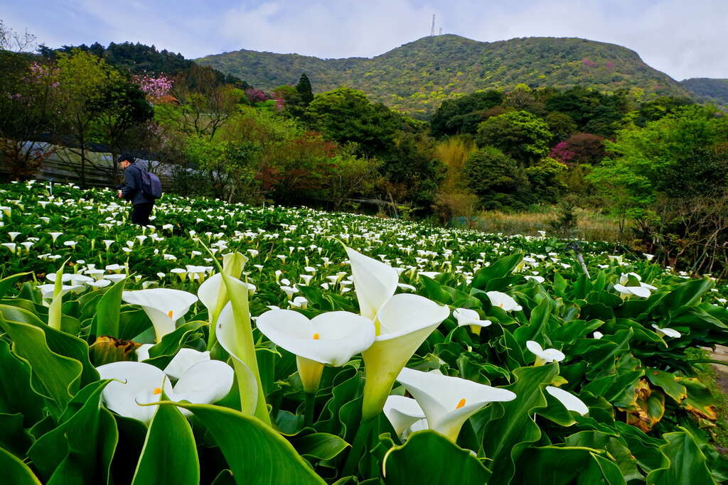 竹子湖(照片-臺北市政府觀傳局所有)
