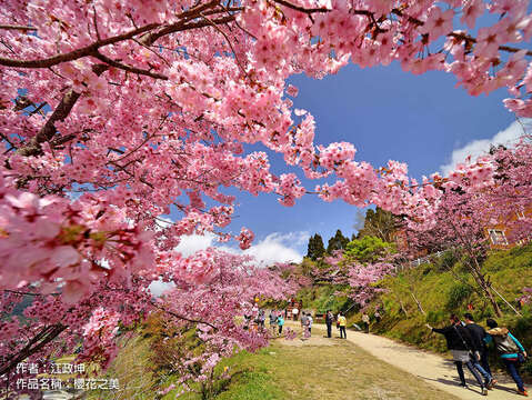 2020 cherry blossom season