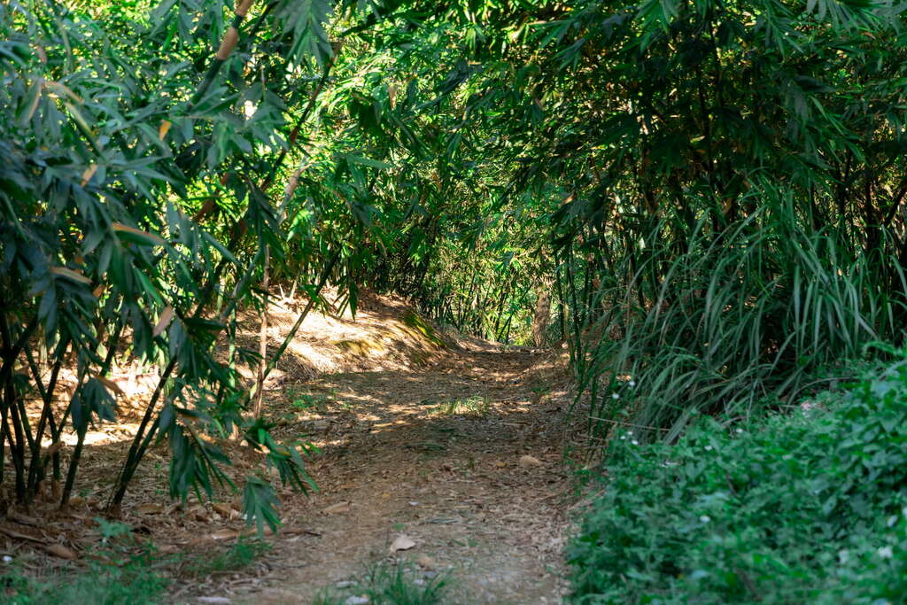 蕃社嶺古道 thumbnail 5