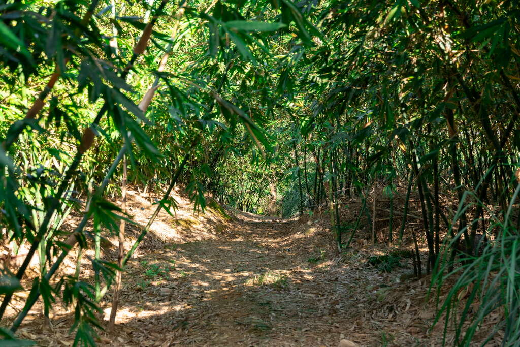 蕃社嶺古道 thumbnail 6