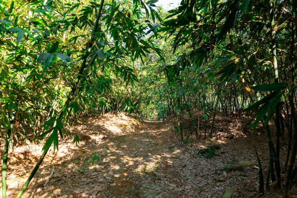蕃社嶺古道 thumbnail 8