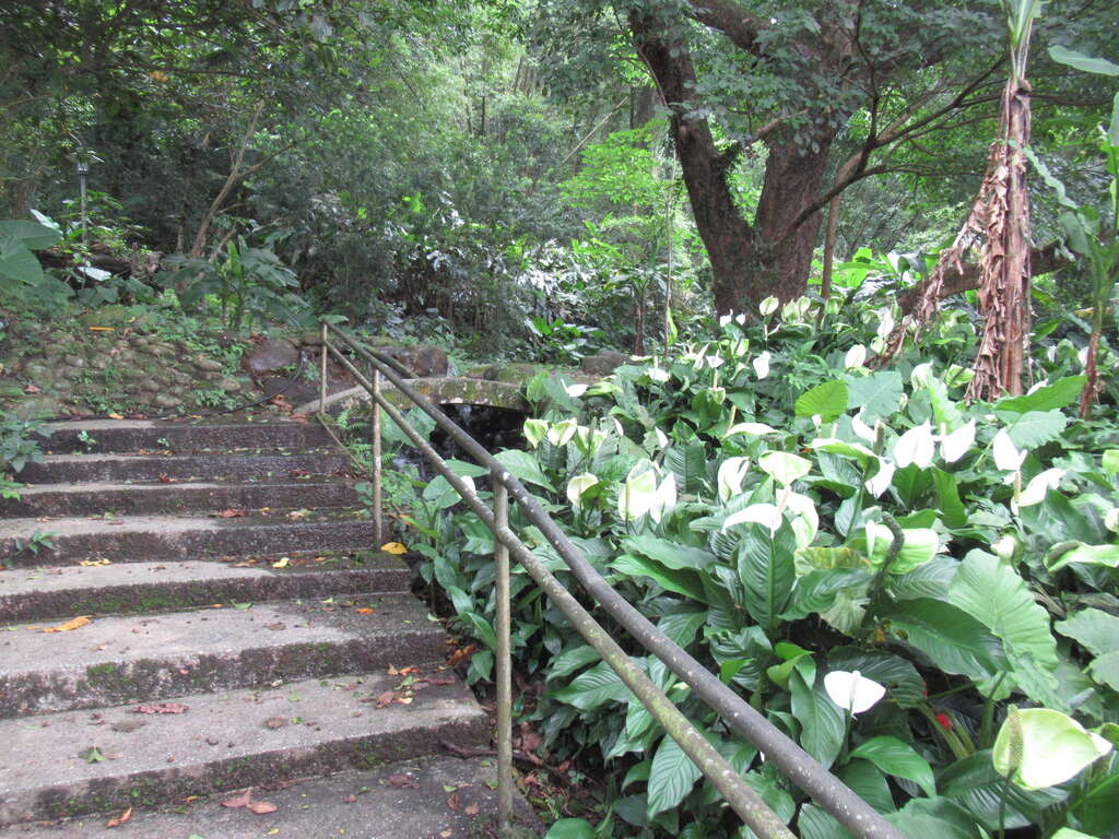 十一指古道 thumbnail 2