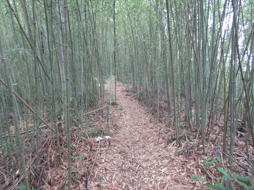 湳仔溝古道(總督府步道) thumbnail 6