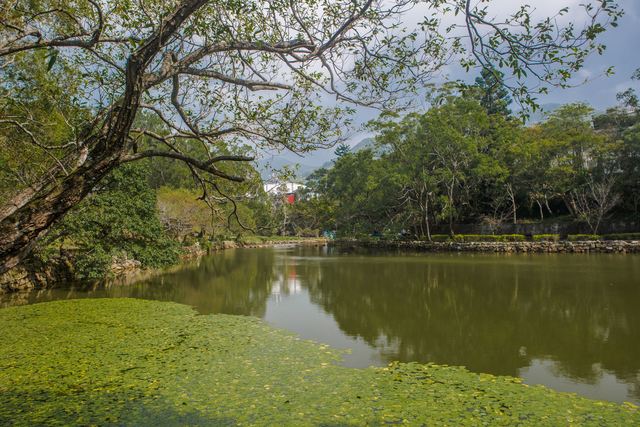 生态池种植台湾特有种水生植物