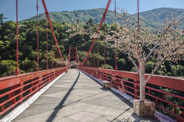 樱花造景妆点旧桥