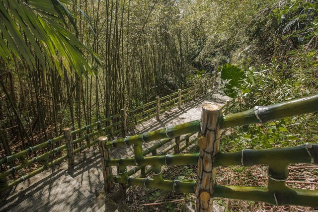 步道穿梭於竹林綠意間