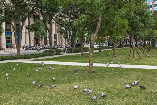 鸽子群聚於广场草地