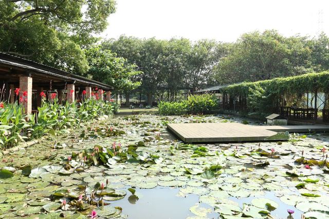 Lotus Garden in Lin Family’s Old House(林家古厝)