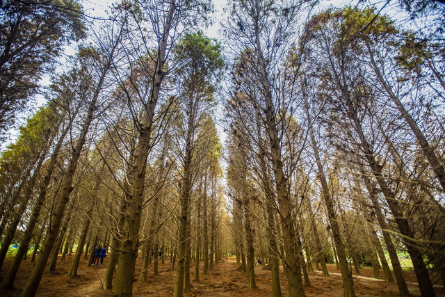 Bade Bald Cypress Forest (八德落羽松森林)