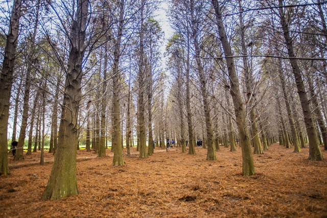 Bade Bald Cypress Forest (八德落羽松森林)