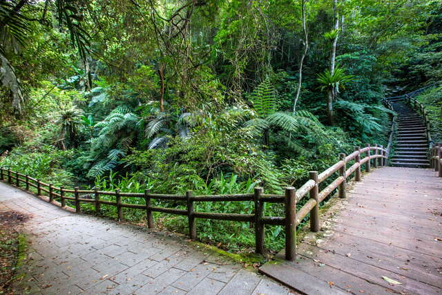 Travel along the long forest trail