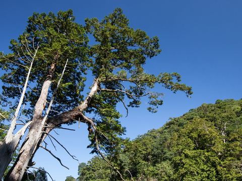 라라산 거목군락 (拉拉山巨木區)