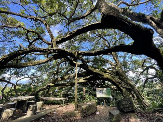 福源山步道-百年老树，傲然挺立