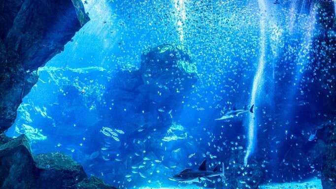 Xpark 八景島水族館 thumbnail 3