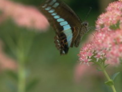 212蝴蝶種類、蜜源植物及鱗翅功能