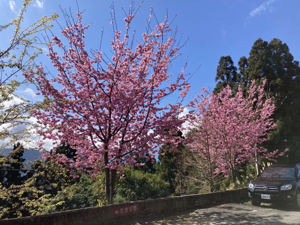 桃园花讯 2 3月拉拉山櫻花 桃园观光导览网