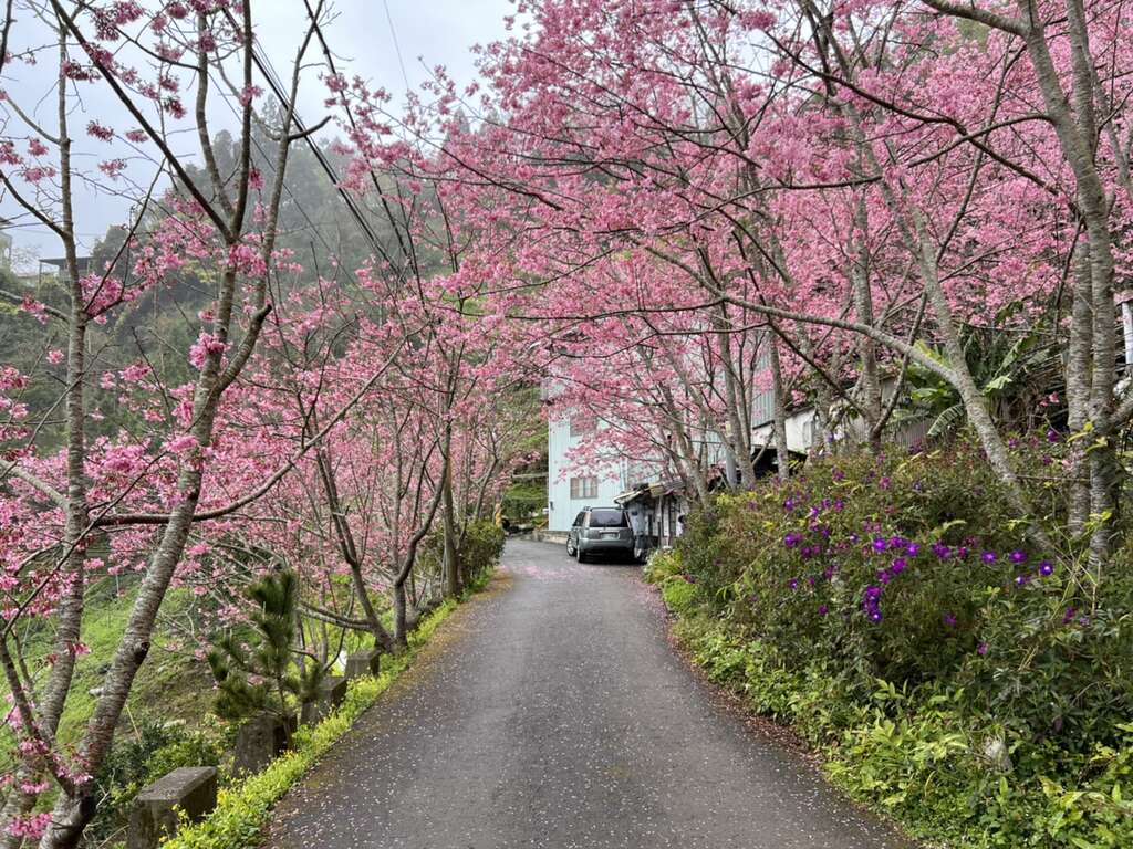 桃园花讯 2 3月拉拉山櫻花 桃园观光导览网