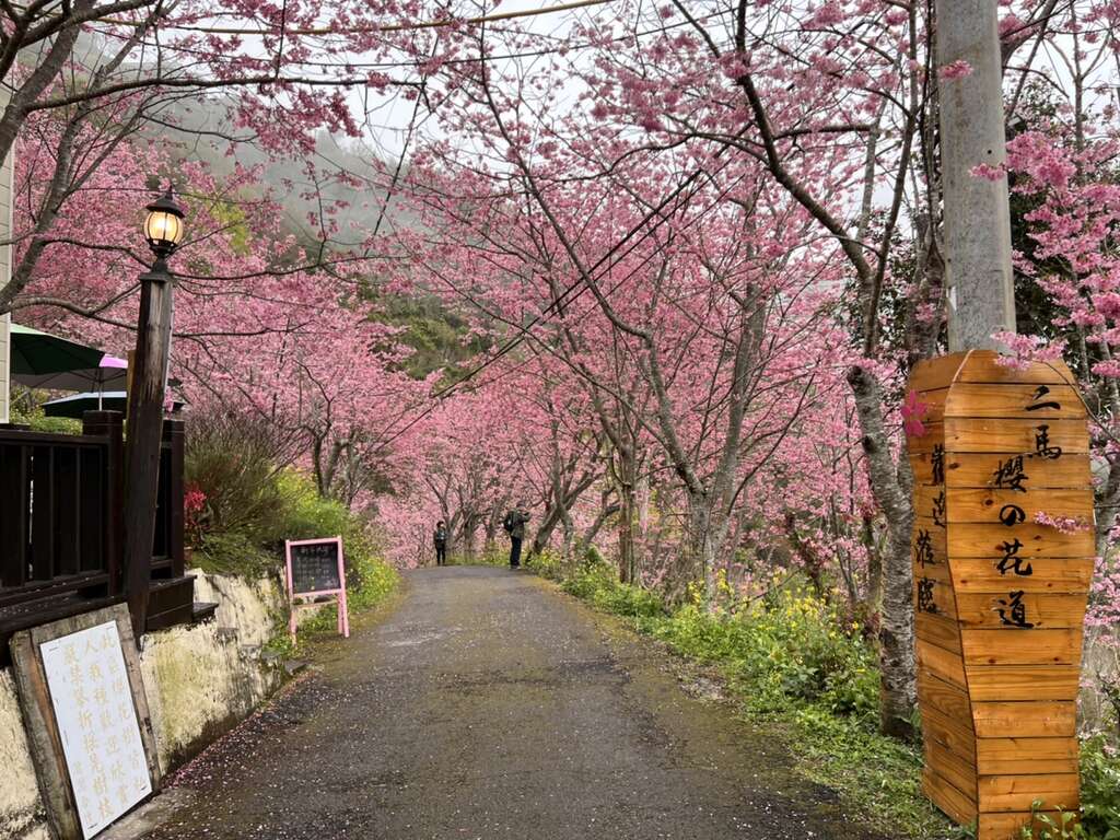 桃園花訊 2 3月拉拉山櫻花 桃園觀光導覽網