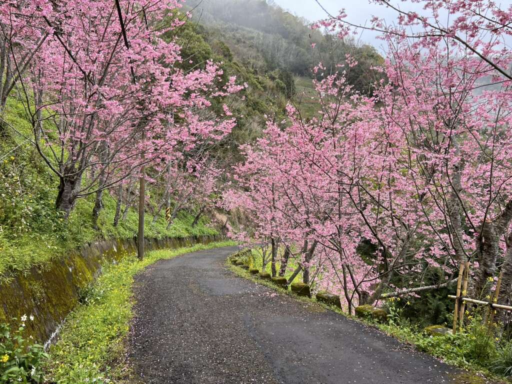 桃园花讯 2 3月拉拉山櫻花 桃园观光导览网