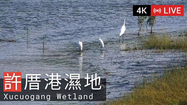 桃園-許厝港濕地 v3