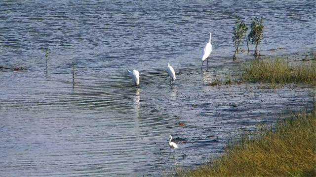桃園-許厝港濕地-cover