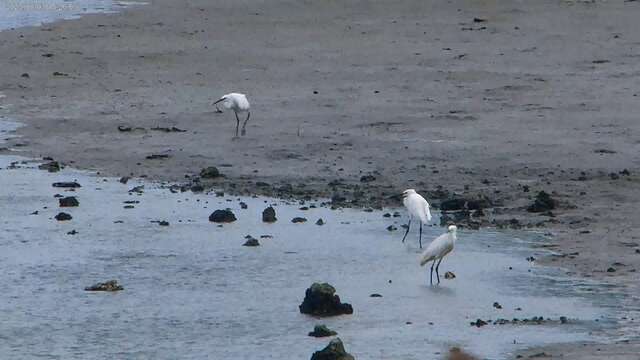 桃園-許厝港濕地