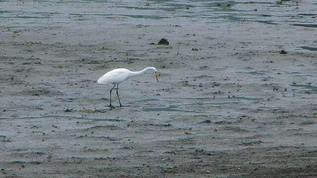 桃園-許厝港濕地