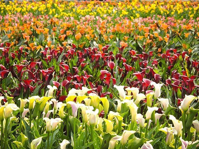 想看彩色海芋的朋友4/9前快來玩哦！-感謝 @stepbystep2tr 分享美照-【桃園、大園】桃園彩色海芋季明年再與你相芋！在...