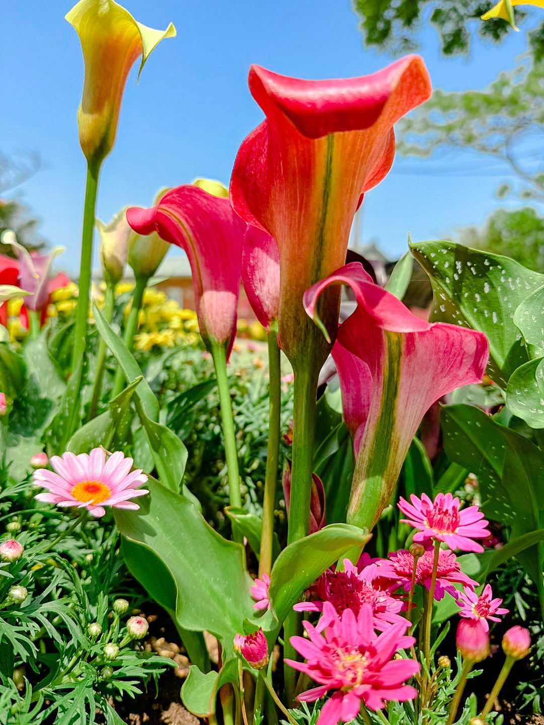 【 #跟著小桃走  溪海花卉農遊趣】繽紛的彩色海芋，還有百合、孤挺花2024溪海花卉農遊趣週末就要登場囉～除了有夢幻花海，還有各種...