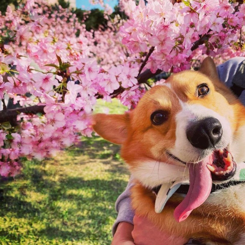 春節期間中央大學的友好之櫻也超級熱情的盛開了粉色浪漫風暴狗狗也來拍超美照片～謝謝 @mignoncookie 與我們分享美照。Ta...