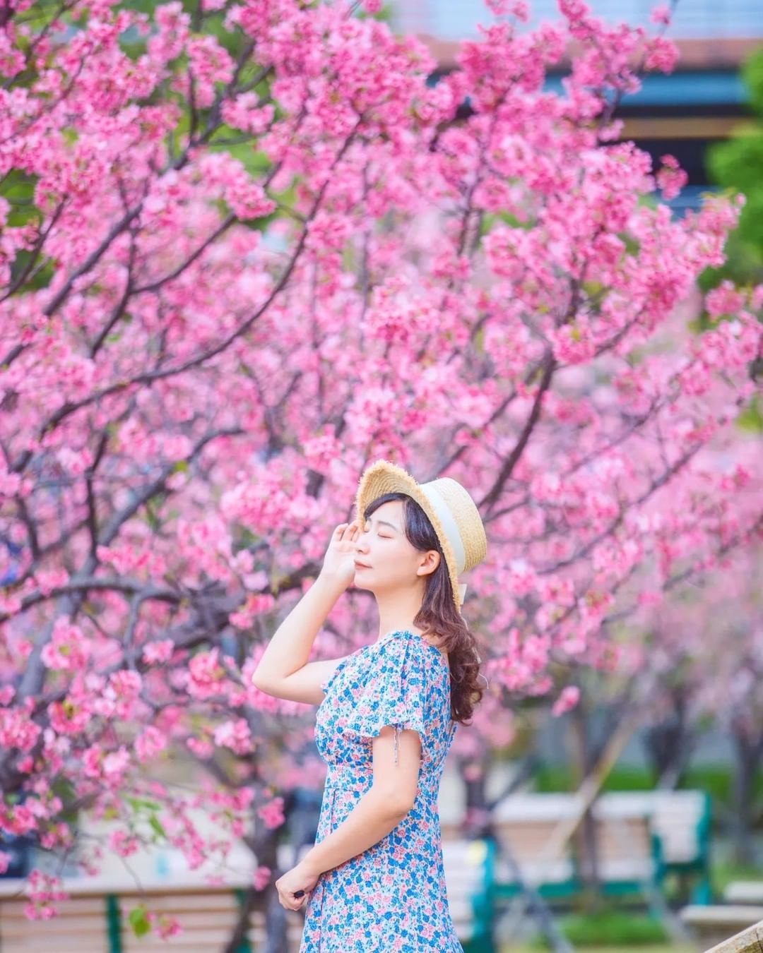 沒想到這時候還能賞櫻，而且一下高鐵就能看到！一整片的粉嫩 #富士櫻高度拍起來剛剛好，還沒賞花的朋友把握時間囉！#加碼滿版九重葛景，...