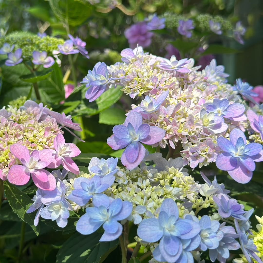 【 #跟著小桃走 現在就出花玩北橫】5月就來 #2025花現台七・#繡球金針農遊趣來一場快樂農遊、賞花的小旅行和親愛的家人朋友寫下...