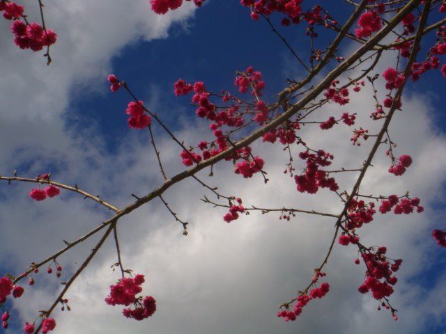 枝頭櫻花