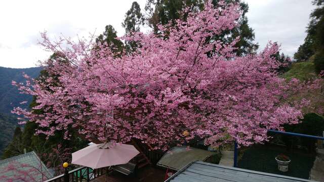 超壯觀的櫻花綻放之姿