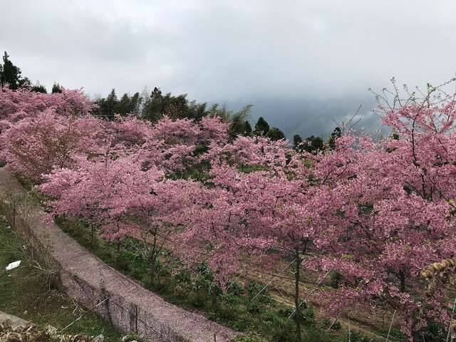 櫻花季盛況