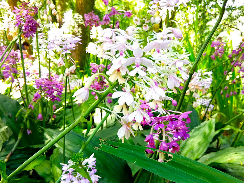 Calanthe Orchid Season