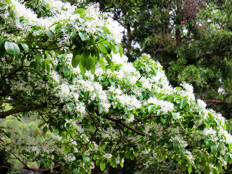 Fringe Tree Blossom