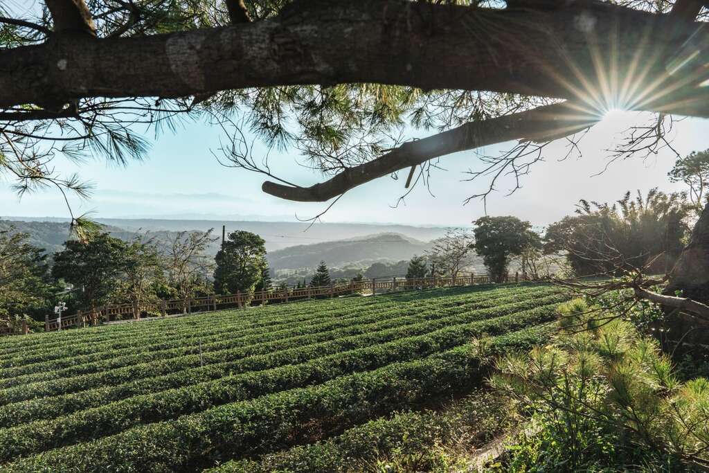 龍潭 - 「大北坑」茶文化体験