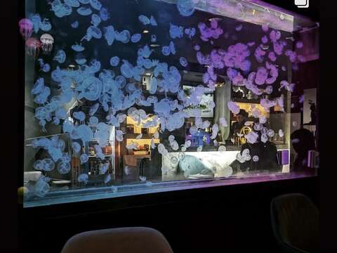 Jellyfish Bistro水母餐酒館