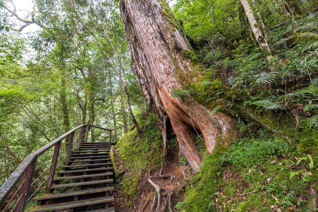 拉拉山巨木區（拉拉山國家森林遊樂區）